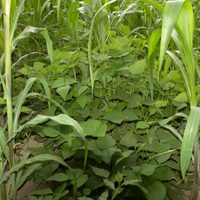 Cuidado: estas son las 2 plantas venenosas que podrían estar creciendo en tu jardín como maleza y no lo sabías