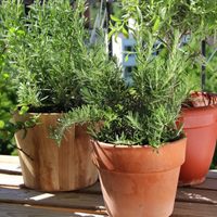 Cómo propagar y cultivar tu Romero de forma fácil y con un sencillo truco