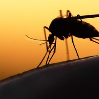 ANMAT prohibió reconocidos insecticidas