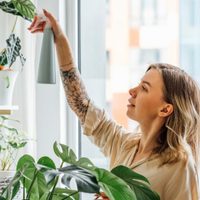 La planta que no deberías tener en tu hogar y que atrae los insectos más desagradables