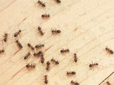 Por qué aparecen hormigas en la casa y qué significa según la época del año