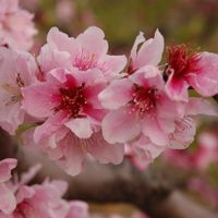 La planta ornamental que no invade, da la flor más hermosa y es tendencia en decoración para jardines