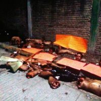 Dejan cuatro desmembrados en Poza Rica; suman 21 muertos este fin de semana en Veracruz