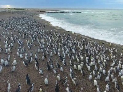 Pingüinos en Punta Tombo: el paraíso patagónico que cautiva cada primavera y las claves para recorrerlo