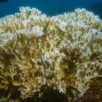 Un informe alerta que el cambio climático amenaza a los arrecifes de Brasil