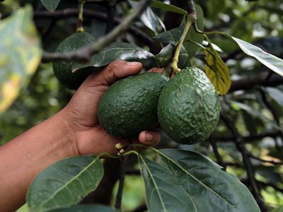 Comer un aguacate a la semana reduce el riesgo de padecer enfermedad cardiovascular: Estudio
