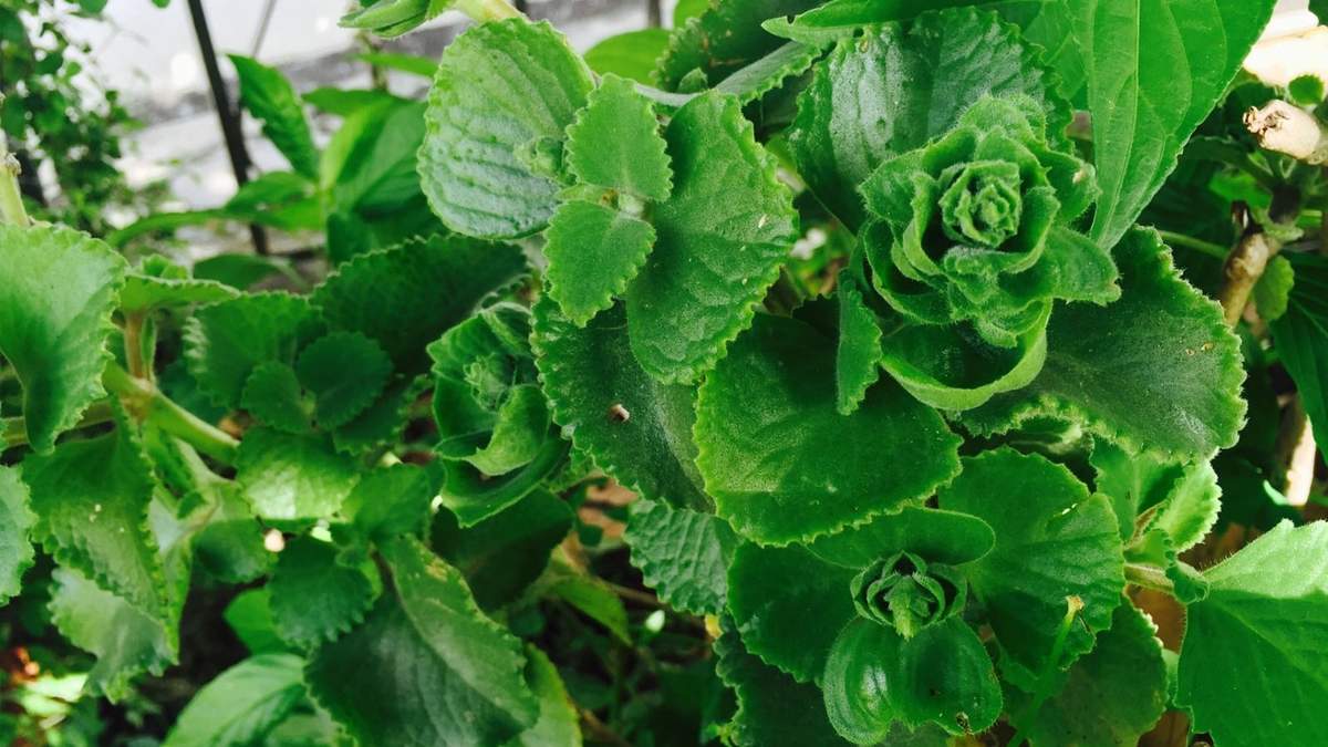 Plantas. Fuente: (Instagram)