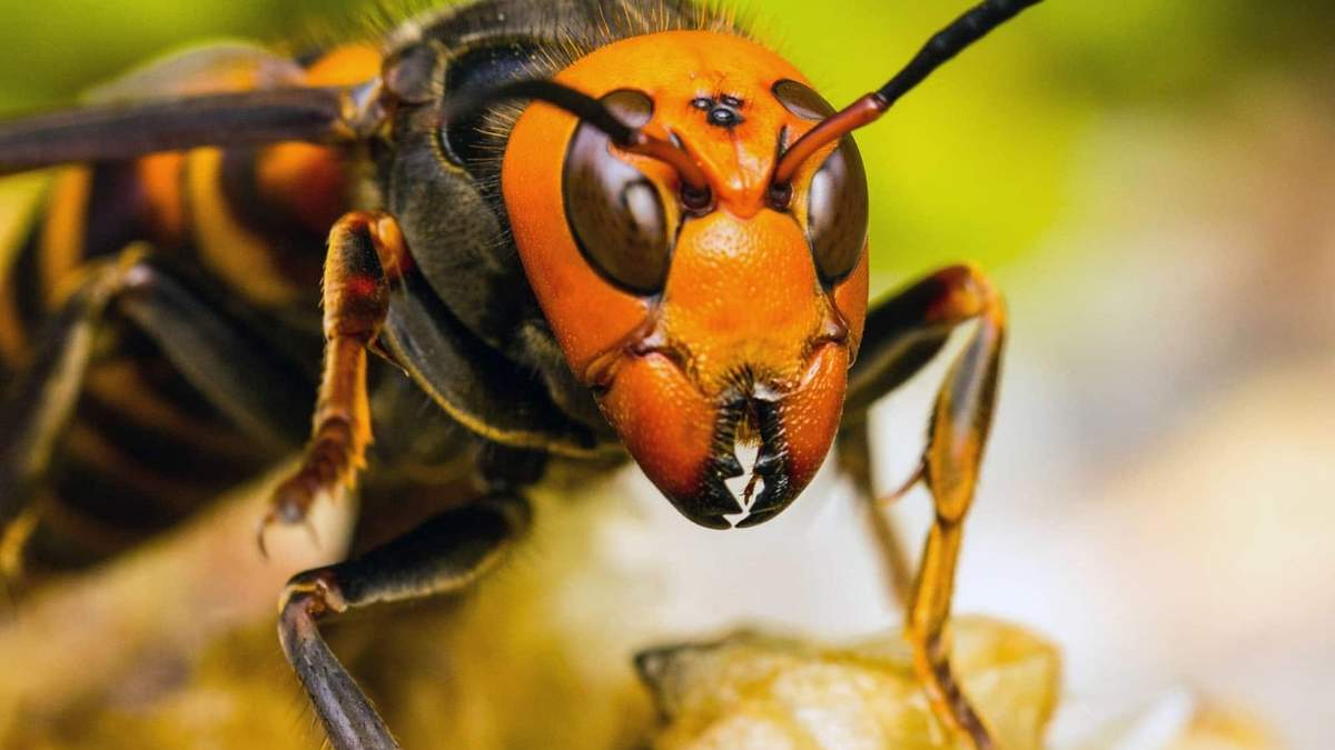 Vespa mandarinia. Fuente: (Twitter)