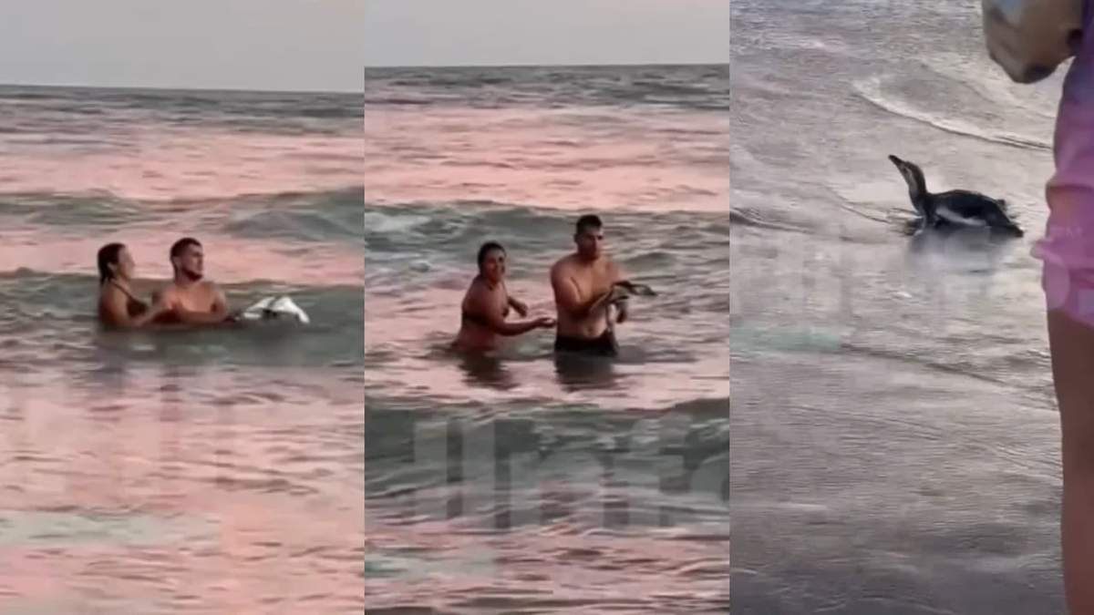 Una pareja sacó un pingüino del mar, para tomarse selfies