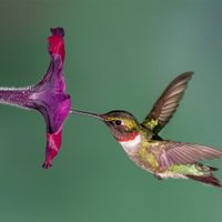 Curiosidades sobre el colibrí, el ave más pequeña y hermosa de América