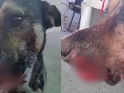 Arrastraron a un perro por cinco cuadras en Plottier  y ahora deberán costear su tratamiento