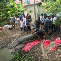 Autoridades y ONG acuerdan acciones por contingencia de muertes de manatíes en Tabasco