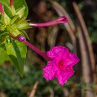 No la arranques: la planta a la que muchos le hacen mala fama pero esconde un verdadero tesoro para tu jardín