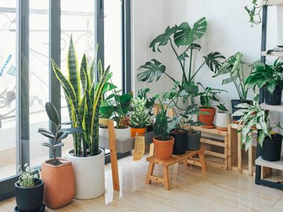 Plantas de interior: cómo cuidarlas de la calefacción