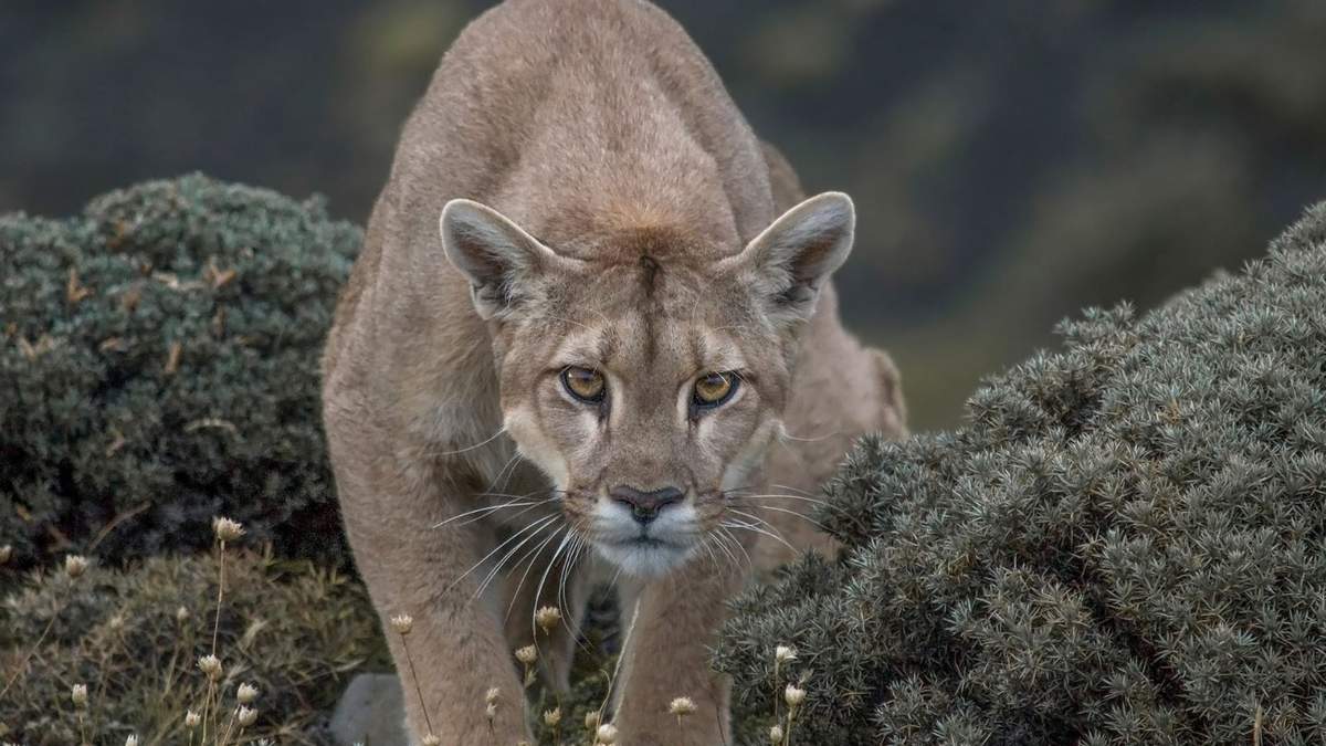 Los pumas habitan en las zonas andinas. Fuente: (Twitter)