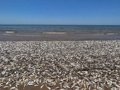 Esta es la razón por la cual aparecieron decenas de miles de peces muertos en playa de Texas