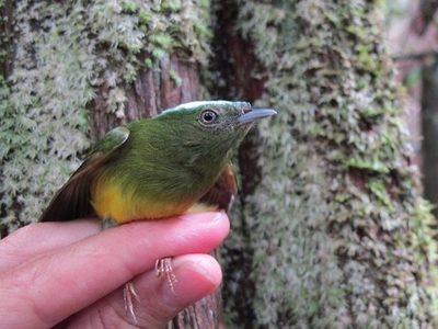 Un 'punto ciego' en la formación de especies contradice a Darwin