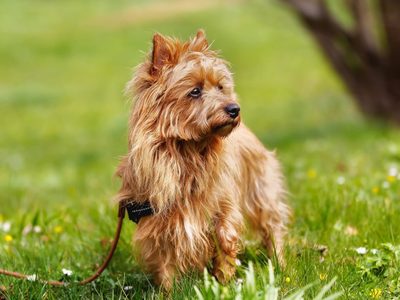 Silky terrier australiano: curiosidades del pequeño perro guardián ideal para casas con poco espacio