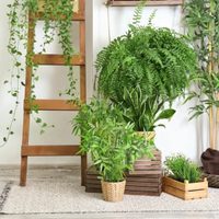 Ideales para el verano: 4 plantas que absorben el calor y refrescan tu hogar