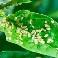 La mezcla infalible y con pocos ingredientes para eliminar los pulgones de tus plantas
