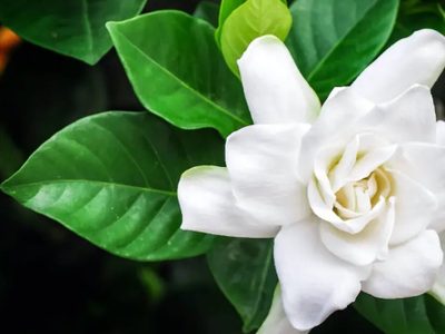 Si las hojas de tu jazmín se ponen amarillas, resolvelo rápido con este truco para que esté verde y lleno de flores
