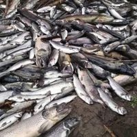 Peces muertos por falta de agua en una piscicultura en Junín de los Andes