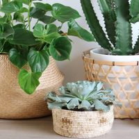 5 plantas poco exigentes al momento de cuidarlas que no te complicarán para nada