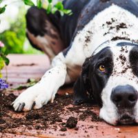 Las suculentas que no habría que tener en casas donde hay mascotas