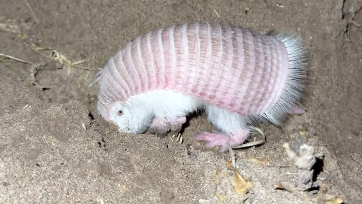 Reapareció un “hada rosa” en la Reserva de Biósfera Ñacuñán
