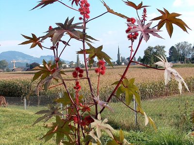 Cuál es la planta que quizás pisas a diario y no sabés que es un alimento gratis