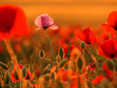 Los consejos de los expertos para sembrar plantas de amapolas y mantenerlas hermosas todo el año