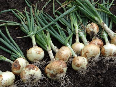 El secreto de los jardineros para que las cebollas nunca se acaben: mirá cómo cultivarlas fácil y natural