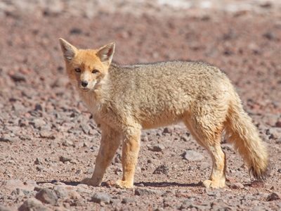 Neuquén: apareció un zorro rojo en pleno centro de Aluminé