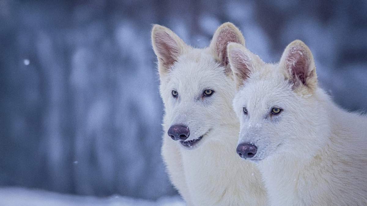 Esta foto sin fechar suministrada por Colossal Biosciences muestra a Rómulo y Remo, de 3 meses de edad, que fueron modificados genéticamente para presentar similitudes con la especie extinta de lobo gigante