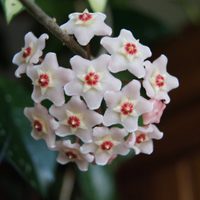 La planta que ama sufrir y da las flores más bellas y perfumadas