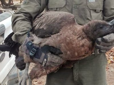 Cóndor rescatado en el Cajón del Covunco fue trasladado a Mendoza