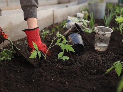 Fácil de hacer y sin gastar de más: el poderoso té que revive tus plantas y las deja bien verdes y rozagantes