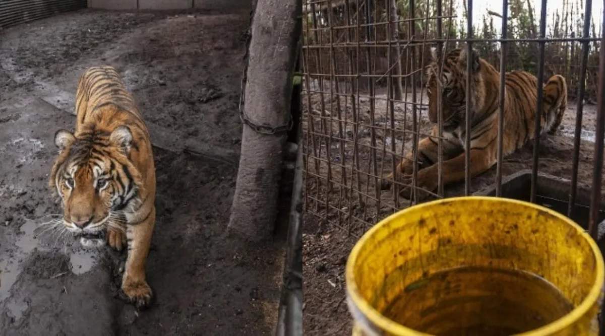Rescataron a dos tigres de Bengala en Balcarce. Fuente: (El Objetivo)