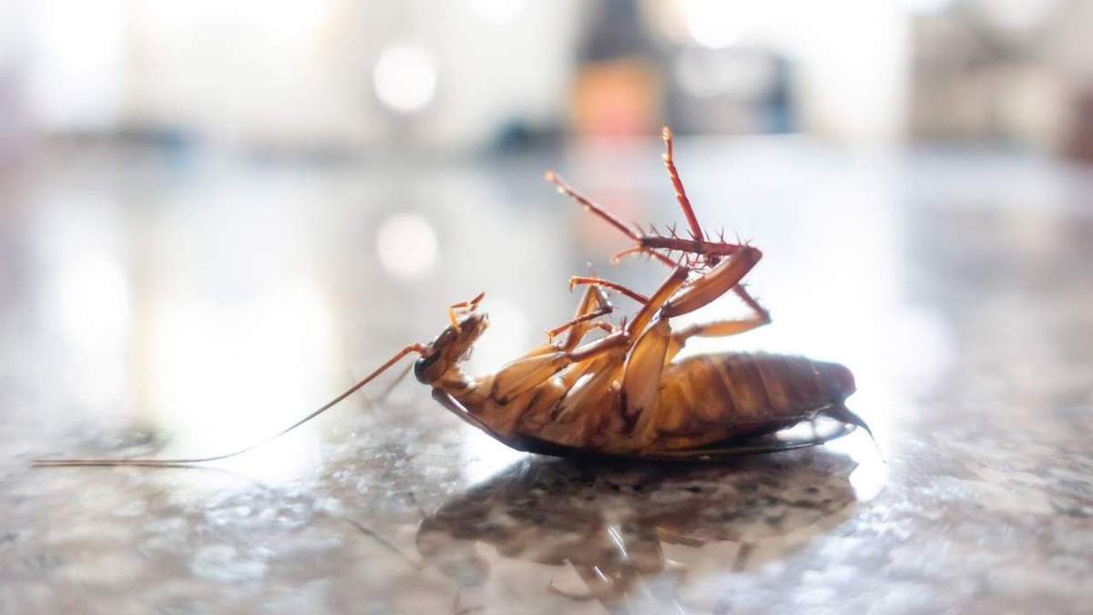 Cucarachas de cocina. Fuente: (Instagram).