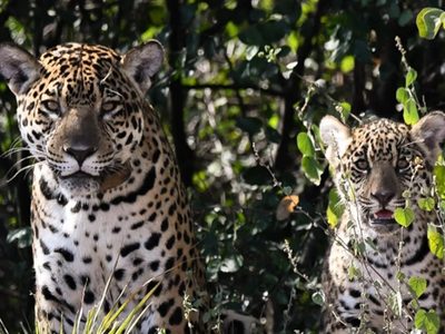 Histórico: nació el primer yaguareté silvestre en El Impenetrable