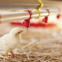 Laboratorio que creó la oveja Dolly crea pollos resistentes a la gripe aviar a través de modificació