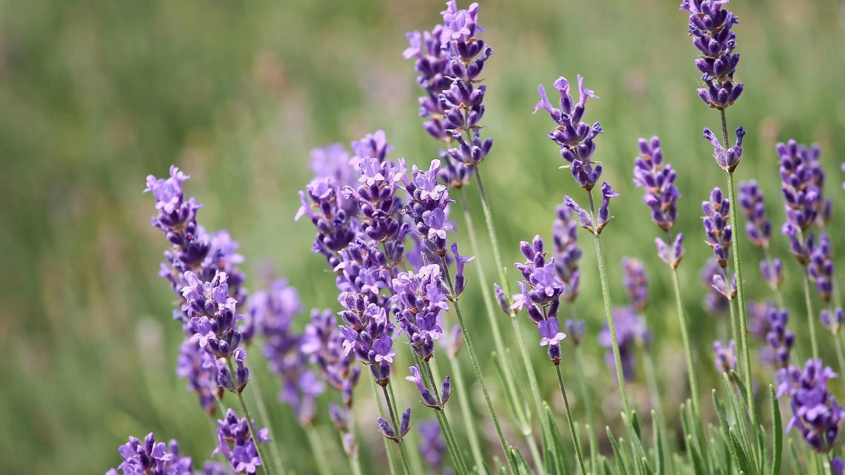 Lavanda. Fuente:(X).