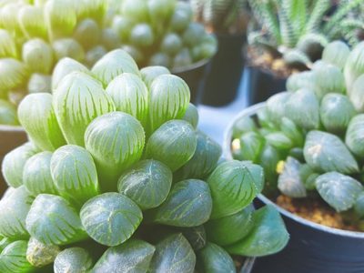 Las suculentas transparentes que son como el cristal y dan hermosas flores