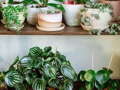 Si tenés poca luz en tu baño, no te preocupes: estas son las plantas perfectas para decorarlo