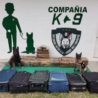 130 kilos de marihuana fueron decomisados en la central de autobuses de Veracruz