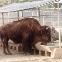 Falleció "La Diabla", la bisonta más longeva del zoológico de Chapultepec
