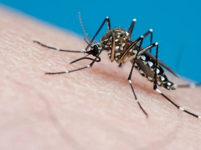 Se registró el primer caso de dengue en Entre Ríos e investigan si se trata de un caso autóctono