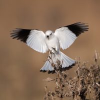 Curiosidades sobre la monjita blanca: el ave pequeña y hermosa que dio origen a la popular leyenda