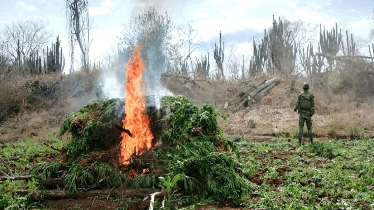 Ejército Mexicano destruye plantíos de marihuana Sinaloa, Chihuahua, Durango y Guerrero