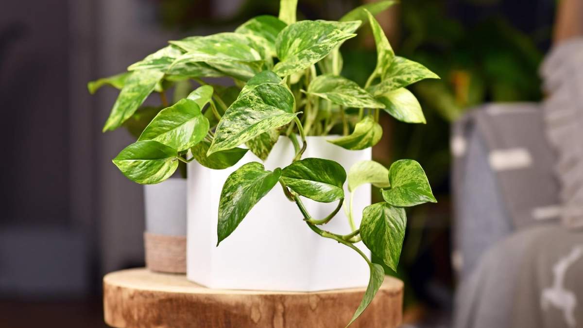 Plantas. Fuente: (X)